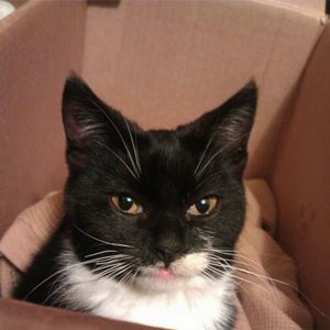 Meet your Posher, Binh